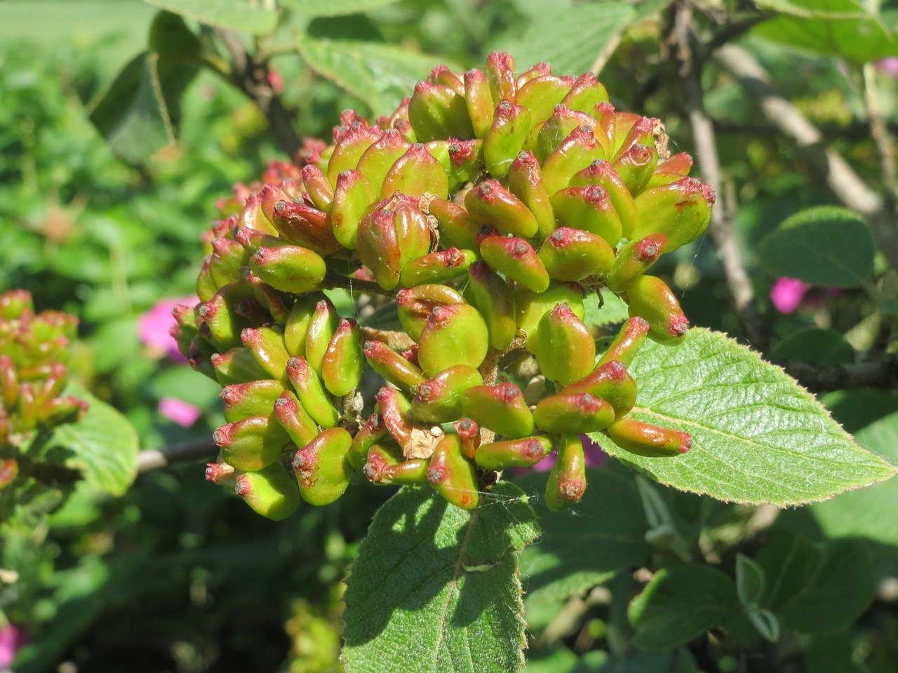 Viburnum Lantana, Keliautojas, Vaikščiojamasis Medis, Krūmas, Vaisiai, Makro, Flora, Botanika, Augalas, Nemokamos Nuotraukos