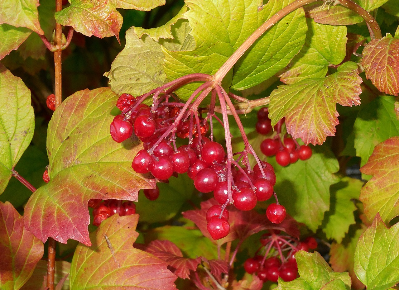 Viburnum Opulus, Krūmas, Raudoni Vaisiai, Ruduo, Nemokamos Nuotraukos,  Nemokama Licenzija