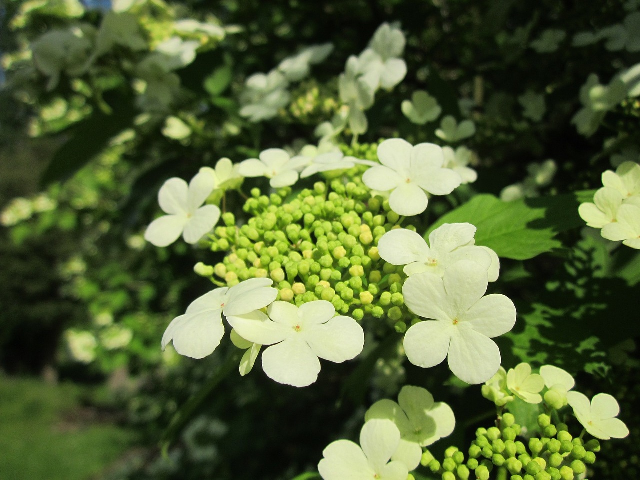 Viburnum Opulus,  Kalninė Rožė,  Krūmas,  Flora,  Botanika,  Augalas,  Rūšis,  Žiedas,  Žiedynas, Nemokamos Nuotraukos