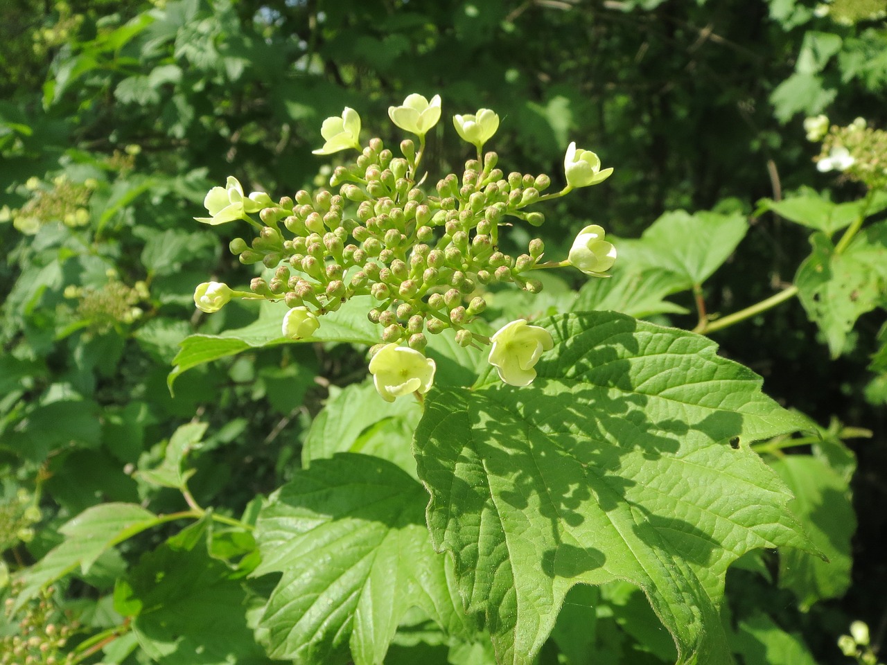 Viburnum Opulus, Kalninė Rožė, Krūmas, Flora, Augalas, Botanika, Žiedynas, Makro, Nemokamos Nuotraukos,  Nemokama Licenzija