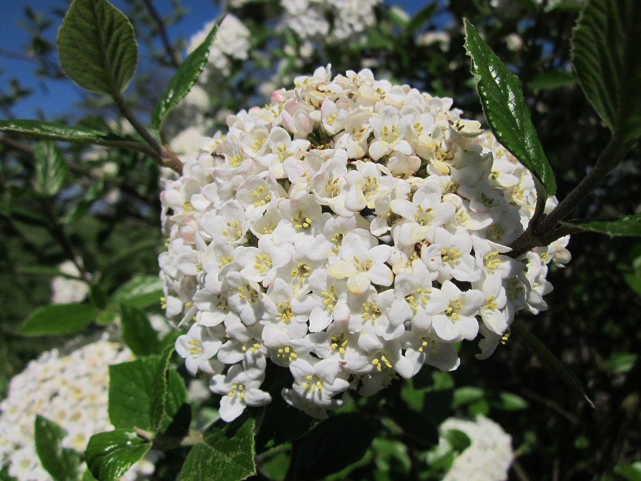 Viburnum Utile,  Paslaugos Viburnum,  Krūmas,  Flora,  Žydi,  Žiedynas,  Botanika,  Rūšis,  Augalas, Nemokamos Nuotraukos