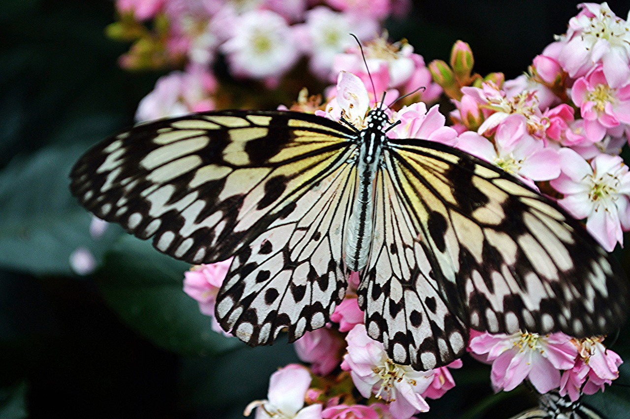 Viceroy Drugelis, Augalas, Vabzdys, Sparnai, Makro, Spalvinga, Nektaras, Oranžinė, Juoda, Gamta