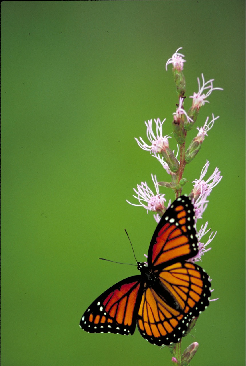 Viceroy Drugelis, Vabzdys, Drugelis, Gilus Žvaigždžių Augalas, Spalvinga, Subtilus, Oranžinė, Juoda, Dizainas, Sparnai