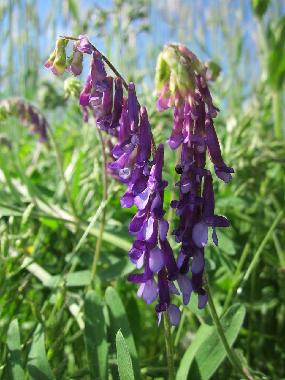 Vicia Cracca,  Kuoduotasis Vikas,  Karvių Vetch,  Paukščių Vikas,  Borealiniai Vikiai,  Wildflower,  Flora,  Botanika,  Augalas,  Žydi