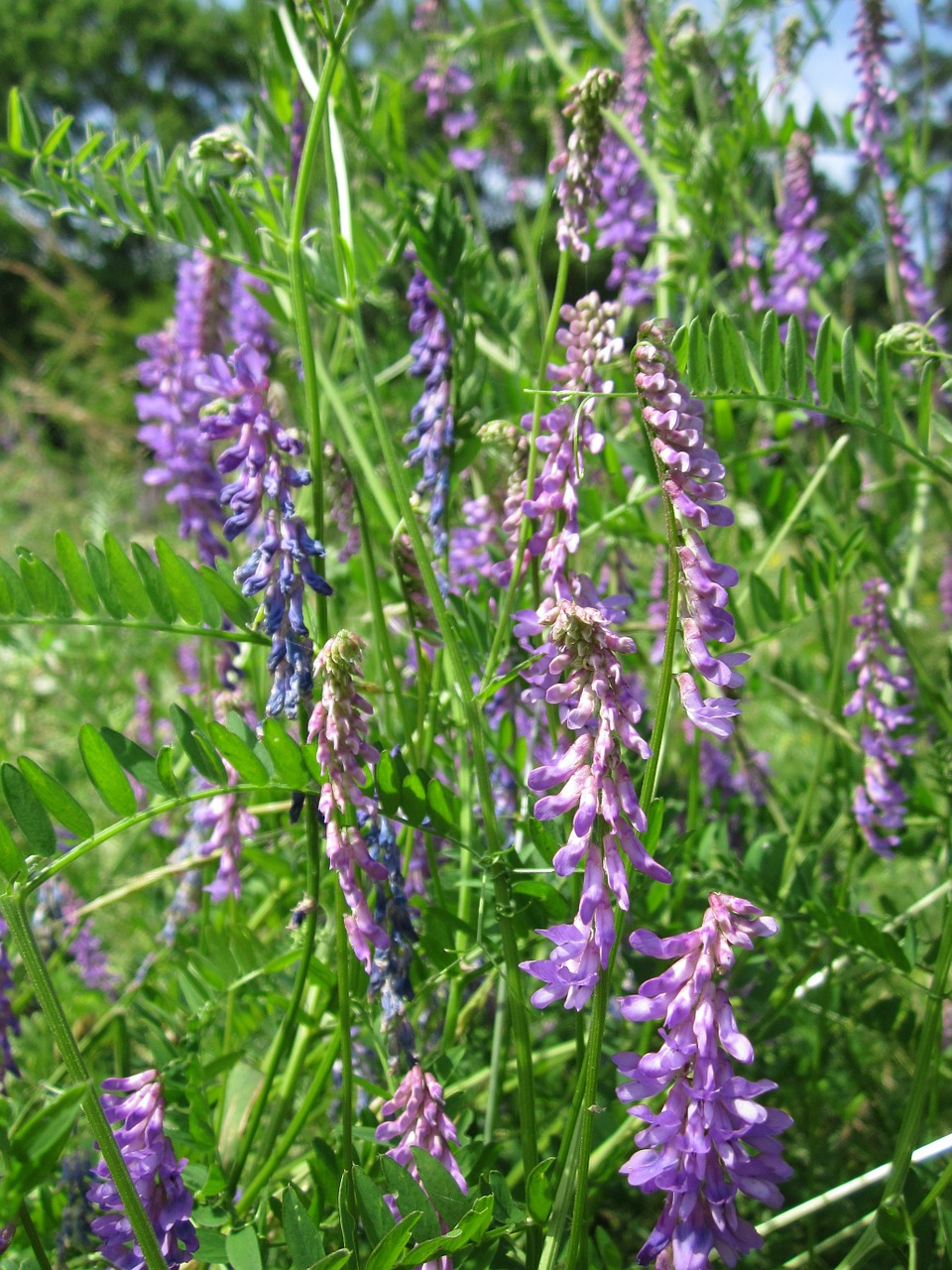 Vicia Villosa,  Plaukuotas Vikas,  Pašariniai Vikiai,  Žiemos Vikis,  Wildflower,  Flora,  Žydi,  Botanika,  Augalas,  Rūšis