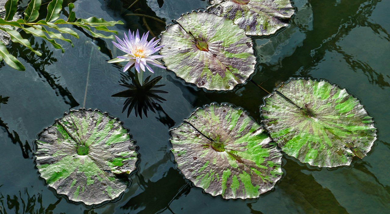 Victoria Amazonica,  Vanduo,  Lelija,  Tvenkinys,  Didelis,  Lapai,  Flora,  Gėlė,  Baseinas,  Atogrąžų