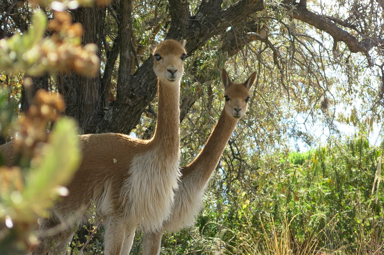 Vicuna, Kupranugaris, Suasi, Peru, Pora, Gyvūnai, Du, Vicugna Vicugna, Nemokamos Nuotraukos,  Nemokama Licenzija