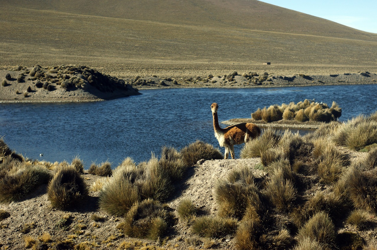 Vicuña,  Andes,  Peru,  Gyvūnai,  Alpaka,  Kordiljeros,  Vikunijų,  Kalnų,  Aukštumos,  Mėlyna