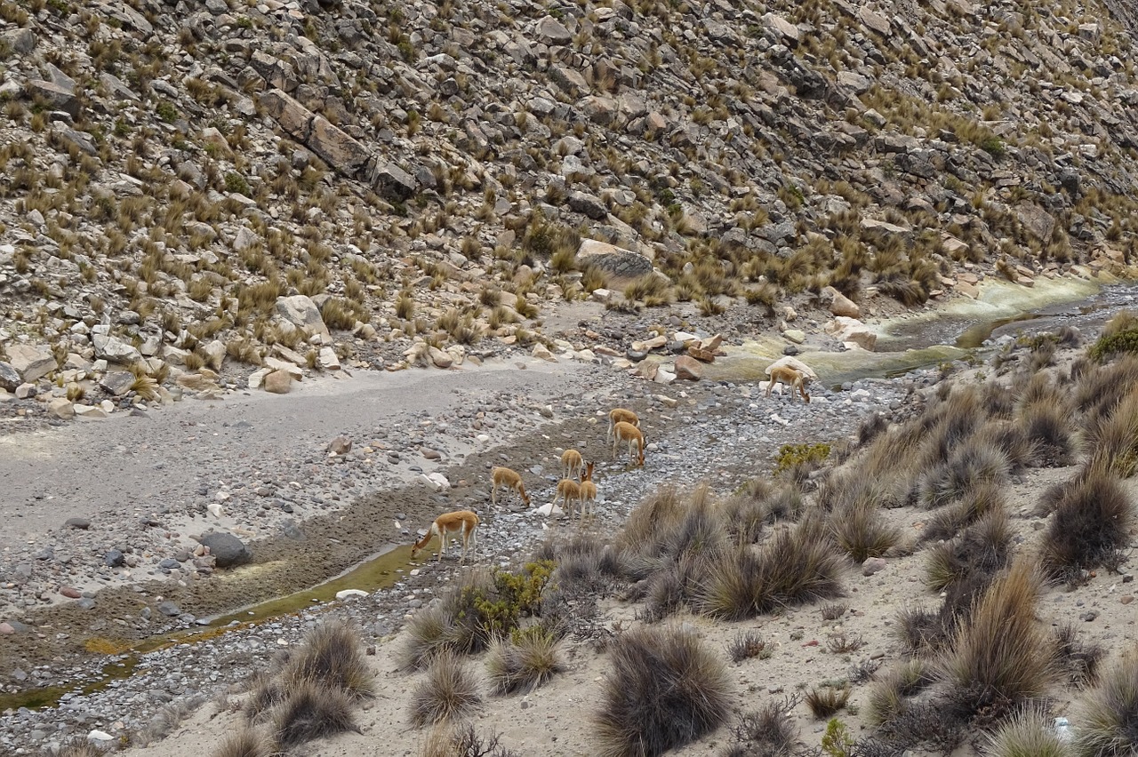 Vikunas, Andes, Peru, Laukiniai Gyvūnai, Sausa Upė, Fauna, Gyvūnai, Geriamas Vanduo, Išgyventi, Sed