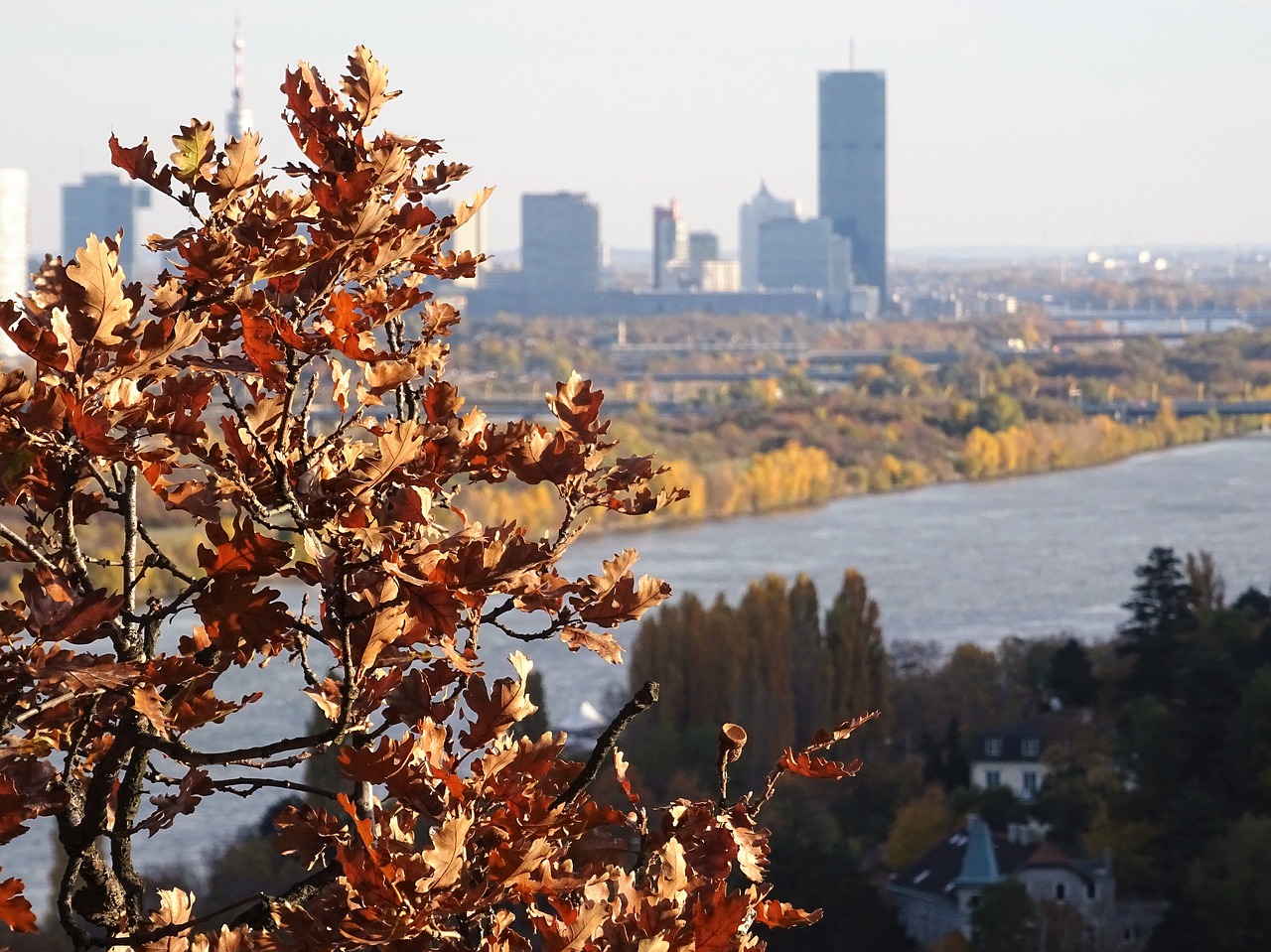 Vienna, Danube, Tūkstantmečio Bokštas, Ruduo, Lapai, Nemokamos Nuotraukos,  Nemokama Licenzija