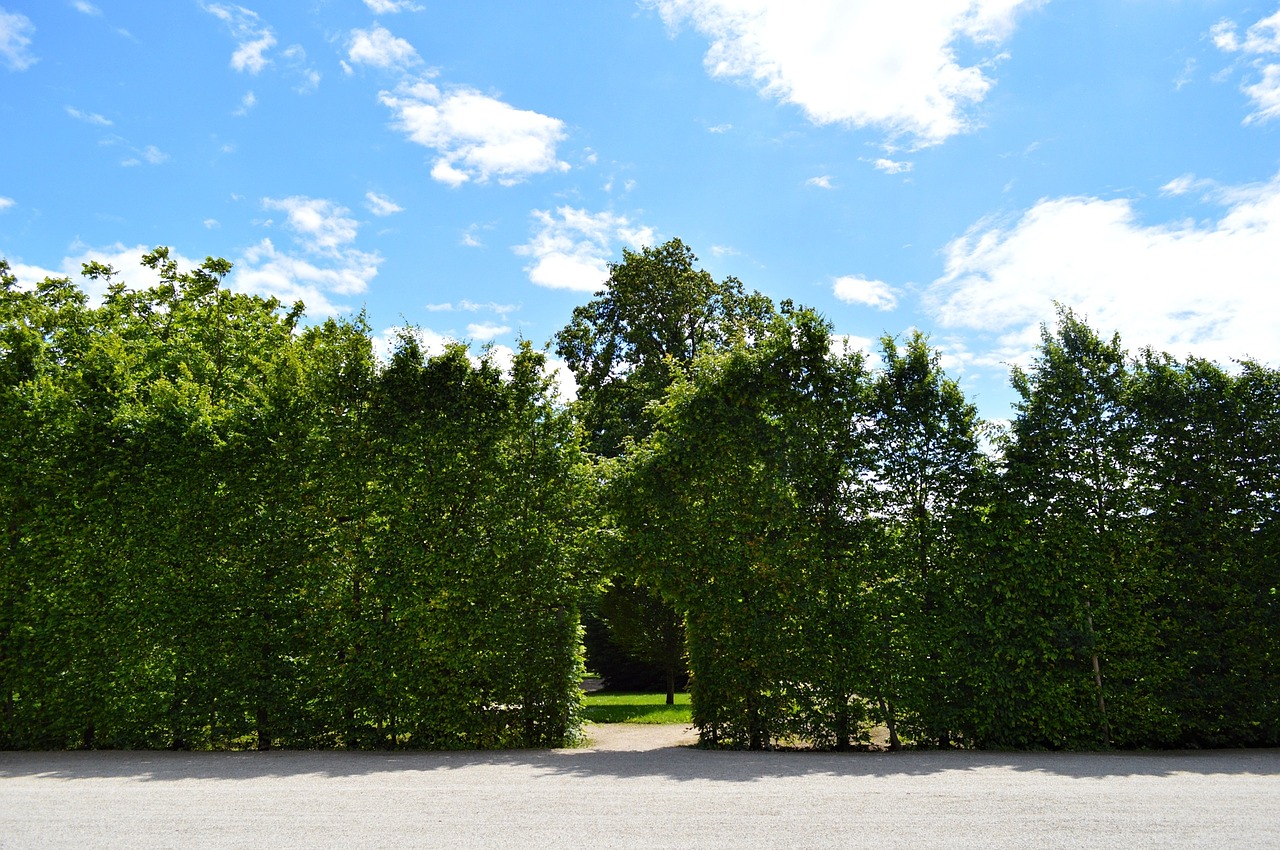 Vienna, Schonbrunn, Austria, Parkas, Medžiai, Dangus, Debesys, Mėlynas, Žalias, Pilies Parkas