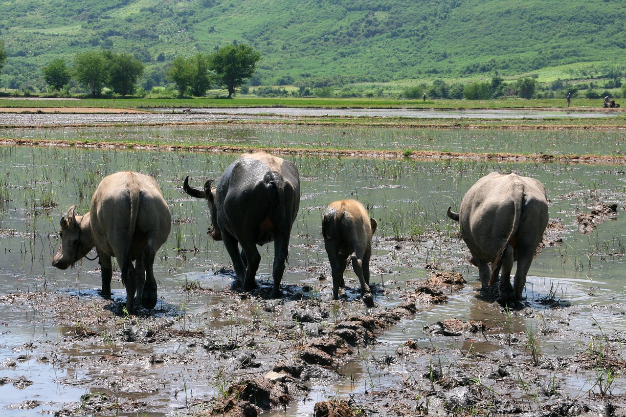 Vietnamas,  Gyvūnai,  Tropics,  Kaimo,  Azijoje,  Buffalo,  Juokingas, Nemokamos Nuotraukos,  Nemokama Licenzija