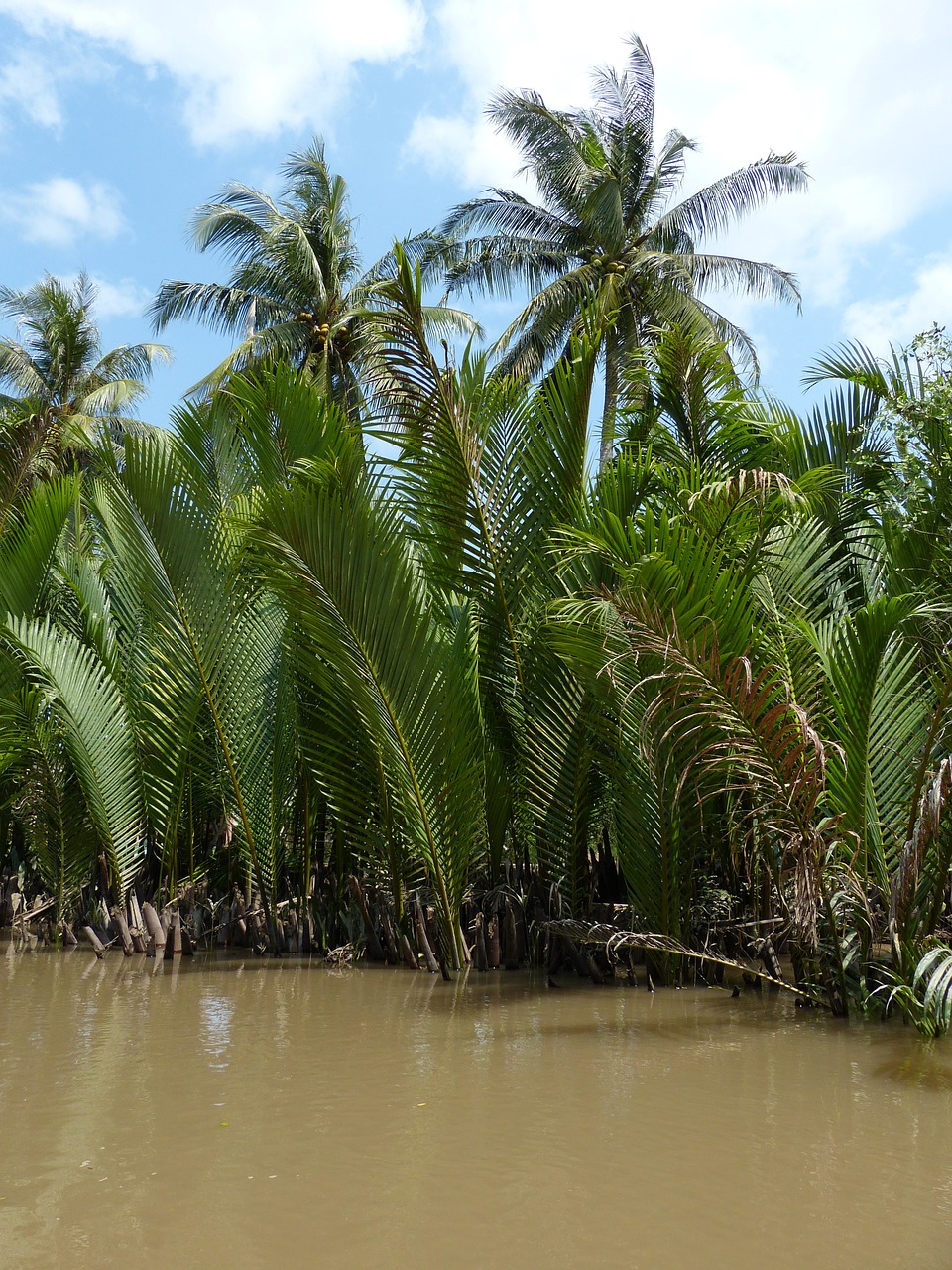 Vietnamas, Mekong Upė, Mekong Delta, Upė, Delnas, Kokoso Medis, Mangroviai, Gamta, Kraštovaizdis, Tropikai
