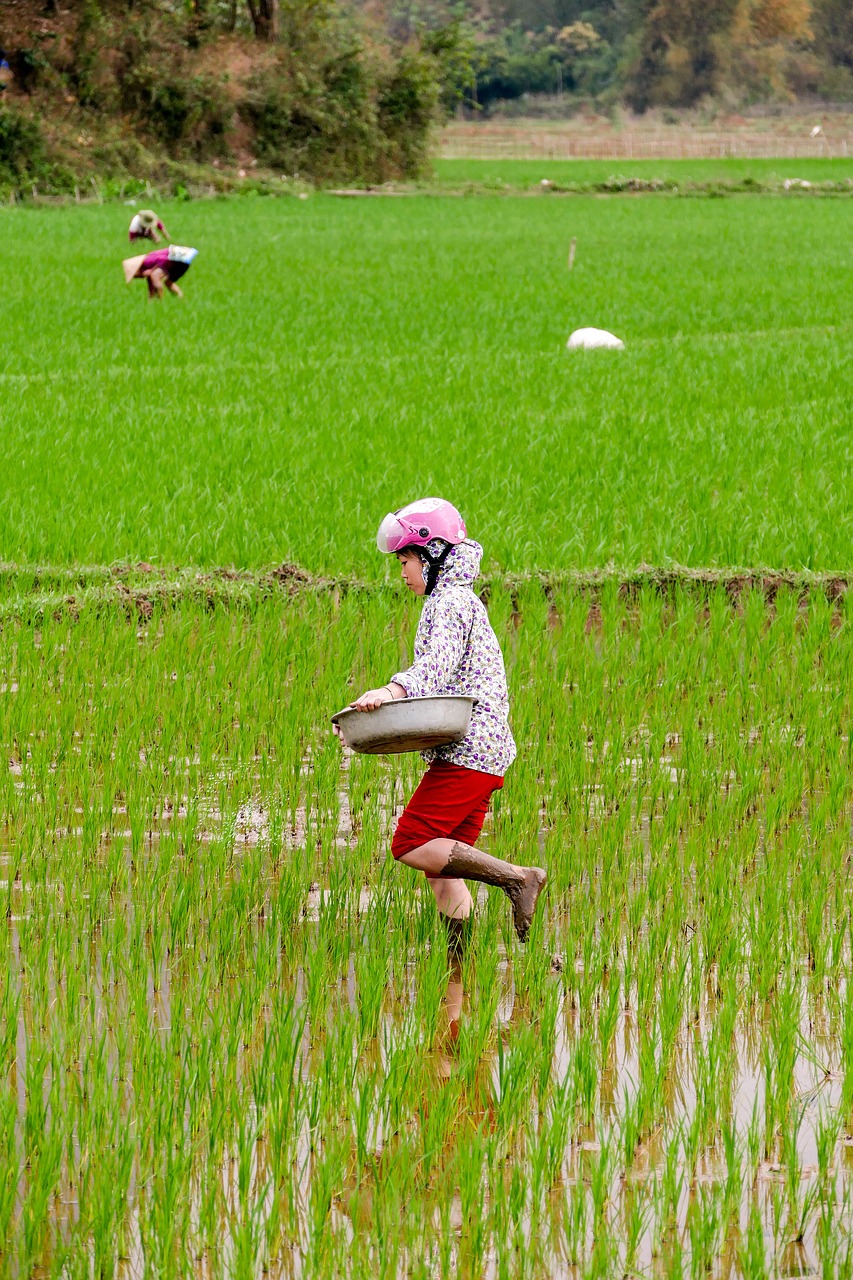 Mai Chau, Vietnamas, Paddy, Ūkininko Žmona, Žemdirbystė, Asija, Nemokamos Nuotraukos,  Nemokama Licenzija