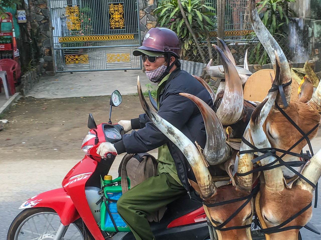 Vietnamas, Motoroleris, Buivolų Galva, Nemokamos Nuotraukos,  Nemokama Licenzija