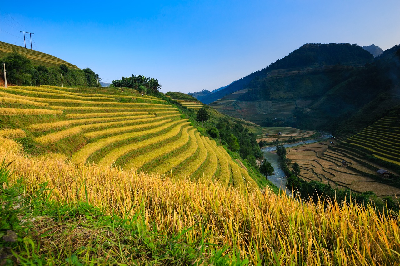 Vietnamas, Ryžiai, Ryžių Laukas, Ha Giang, Žingsnis, Hoang Su Phi, Kelionė, Kraštovaizdis, Natūralus, Kalnas