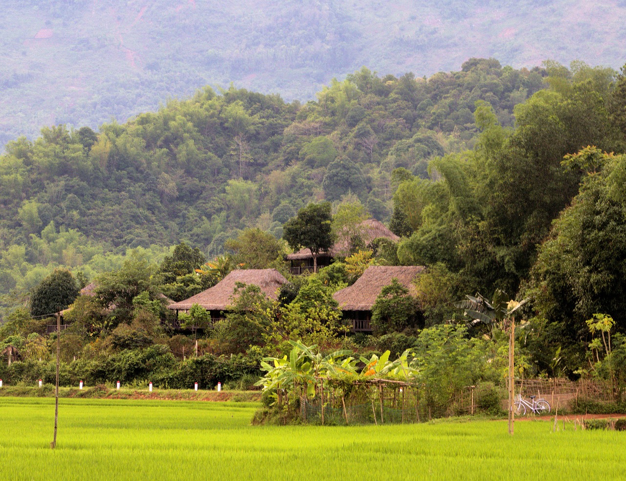 Vietnamiečių Kraštovaizdis,  Bambukas, Nemokamos Nuotraukos,  Nemokama Licenzija