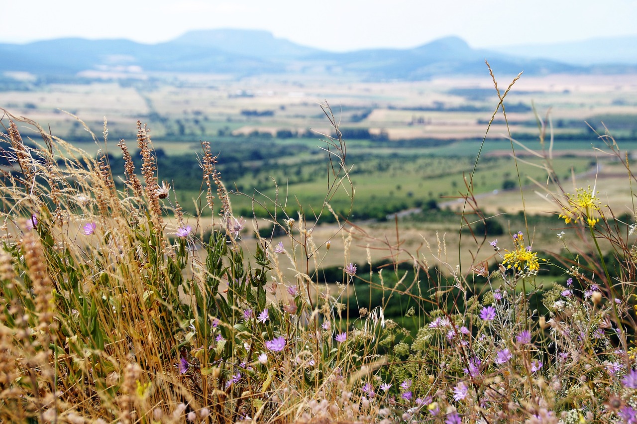 Vaizdas, Balaton, Gėlės, Laukinės Vasaros Spalvos, Kraštovaizdis, Nemokamos Nuotraukos,  Nemokama Licenzija