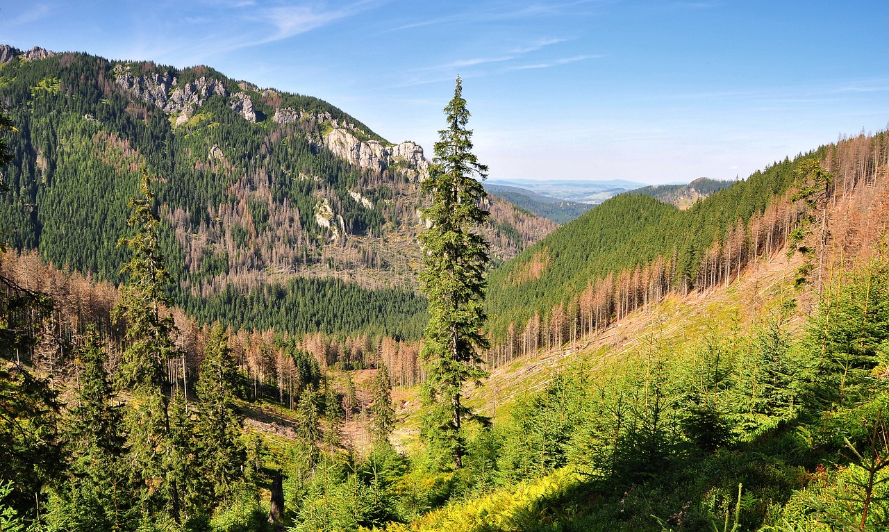 Vaizdas, Tatry, Vakarų Tatras, Lenkija, Miškas, Kalnai, Vaizdas Iš Viršaus, Kraštovaizdis, Gamta, Dangus