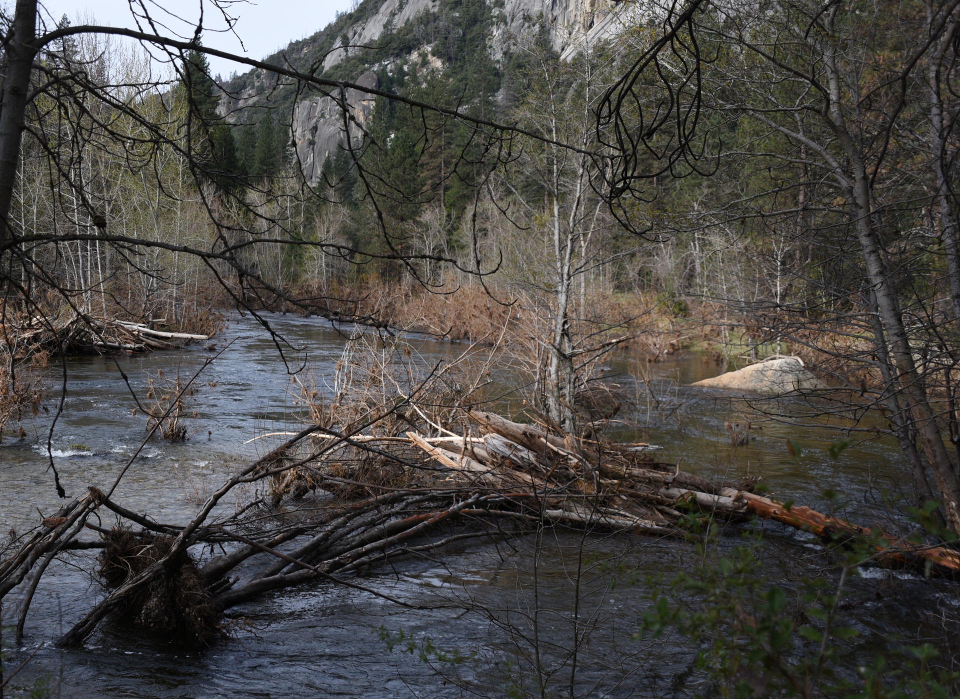 Upė,  Yosemitas & Nbsp,  Nacionalinis & Nbsp,  Parkas,  Vaizdingas,  Medžiai,  Užaugo,  Ramus,  Srautas,  Vaizdas Į Upę