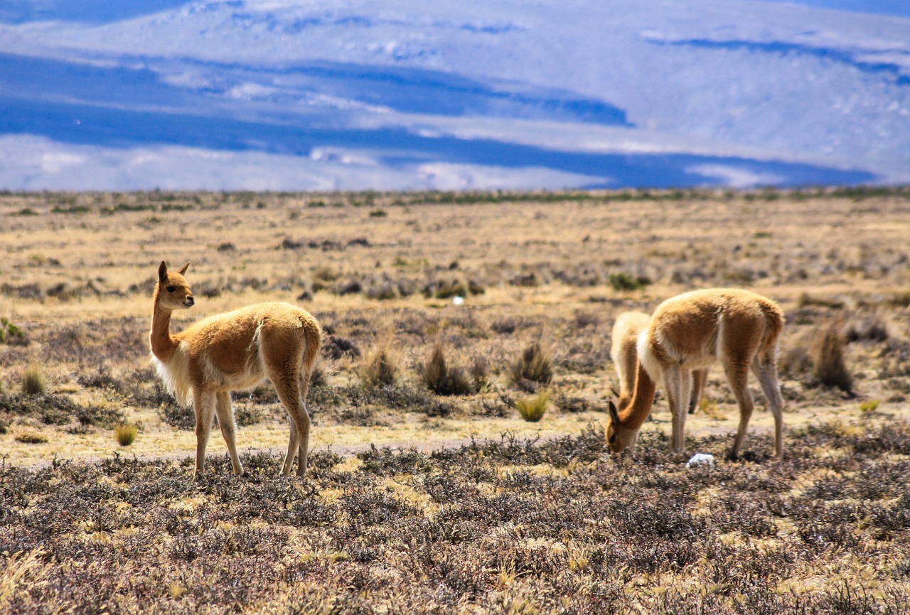 Vikjunja,  Laukinis Gyvūnas,  Altiplano,  Peru, Nemokamos Nuotraukos,  Nemokama Licenzija