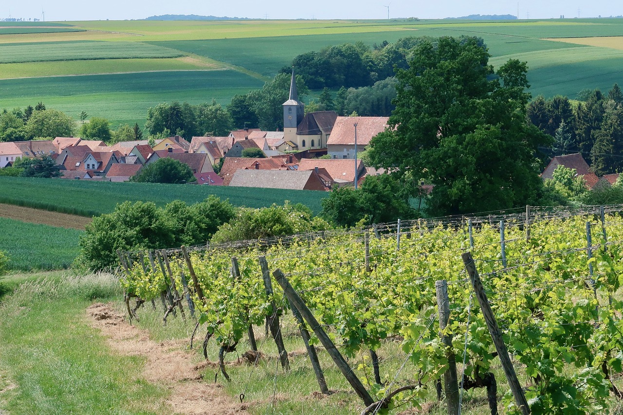 Kaimas,  Vyno,  Vynuogės Auginamos,  Vynuogynas,  Vyndarys,  Kraštovaizdis,  Žemdirbystė,  Vynmedžių Vynuogių Auginimo Zonos,  Bažnyčia,  Vyno Regionas