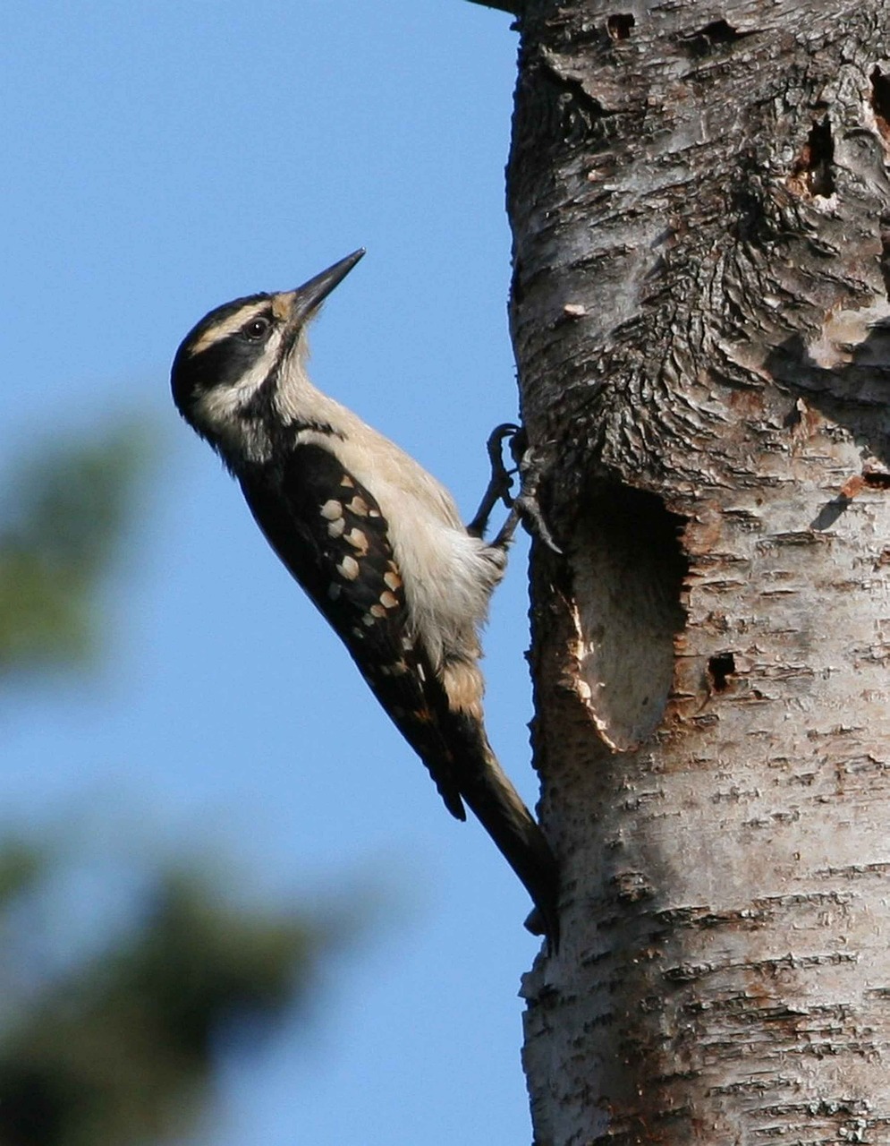 Villosus, Picoides, Plaukuotas, Paukštis, Dzenis, Paukščiai, Gyvūnai, Fauna, Nemokamos Nuotraukos,  Nemokama Licenzija