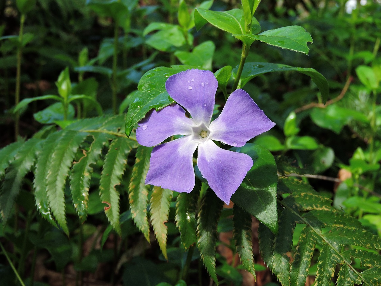 Vinca, Laukiniai, Gamta, Augalas, Periwinkle, Pavasaris, Violetinė, Nemokamos Nuotraukos,  Nemokama Licenzija