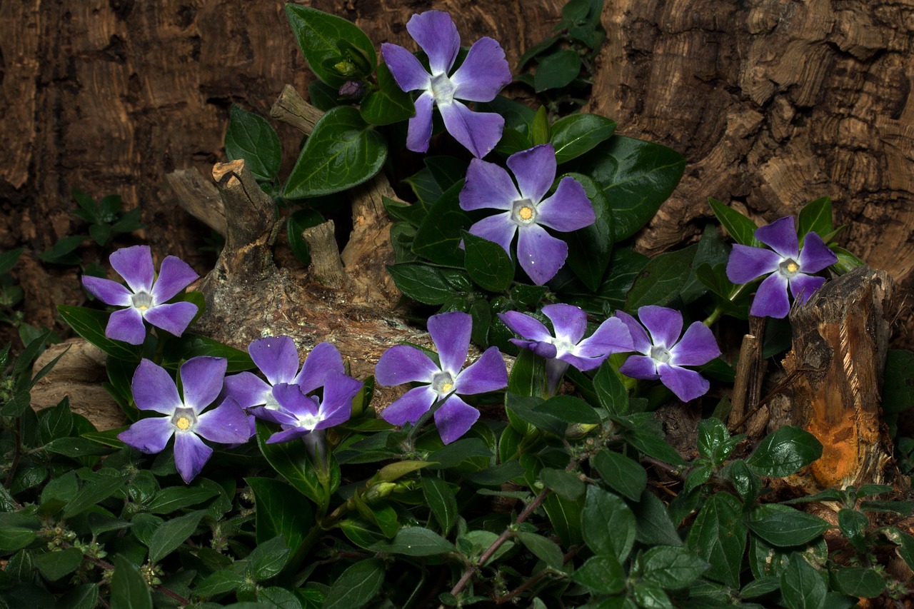 Vinca Minor, Gėlės, Pavasaris, Mažas Amžinai Žalias, Žemės Danga, Nemokamos Nuotraukos,  Nemokama Licenzija