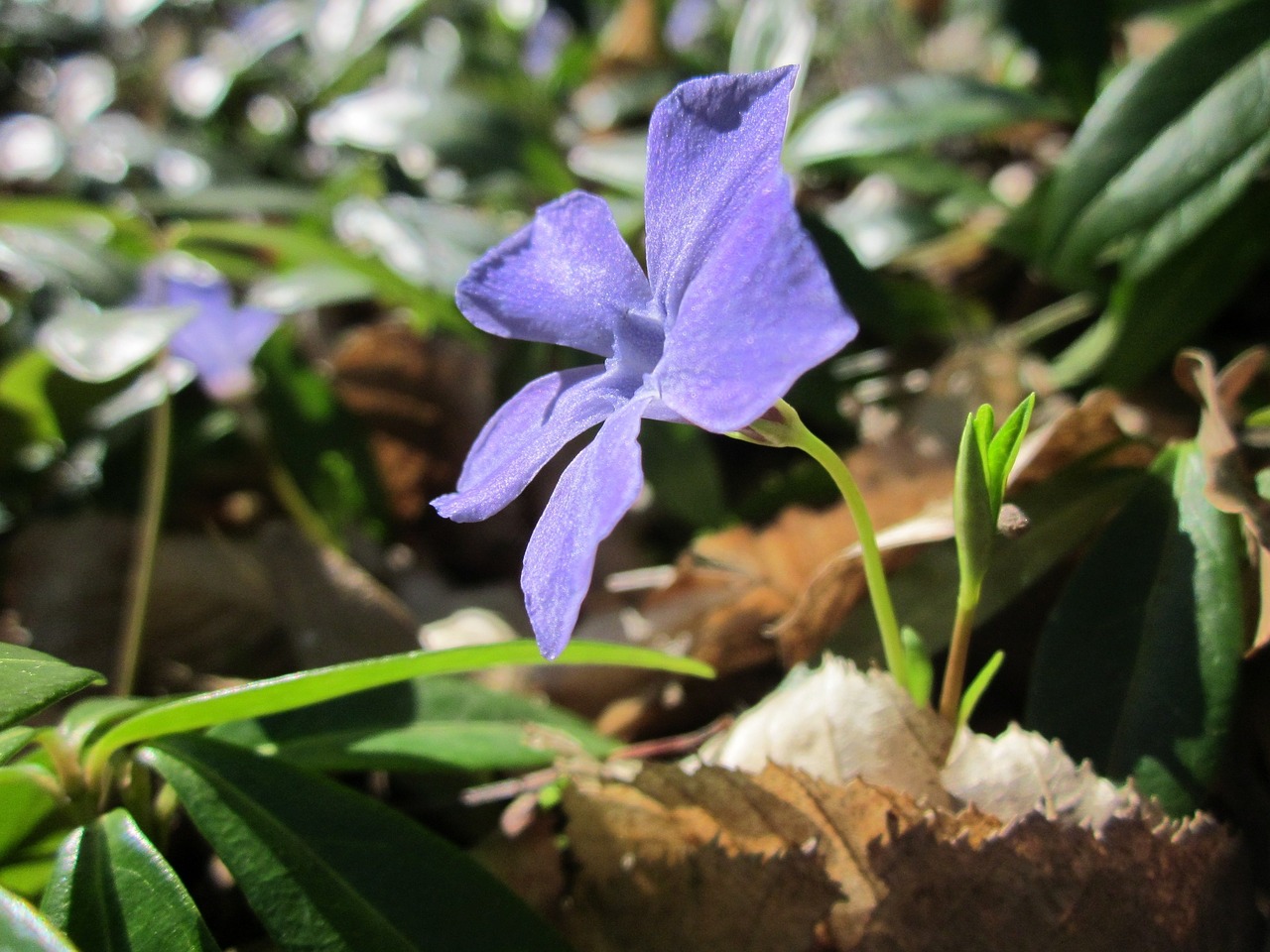 Vinca Minor,  Mažesnė Periwinkle,  Nykštukas Periwinkle,  Flora,  Wildflower,  Botanika,  Rūšis,  Augalas, Nemokamos Nuotraukos,  Nemokama Licenzija