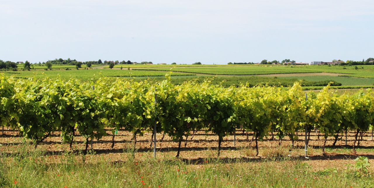 Vynmedis, Vynuogynas, Cep, Vynuogė, Vynuogynai, Kultivuoti, Laukas, Charente, France, Nemokamos Nuotraukos