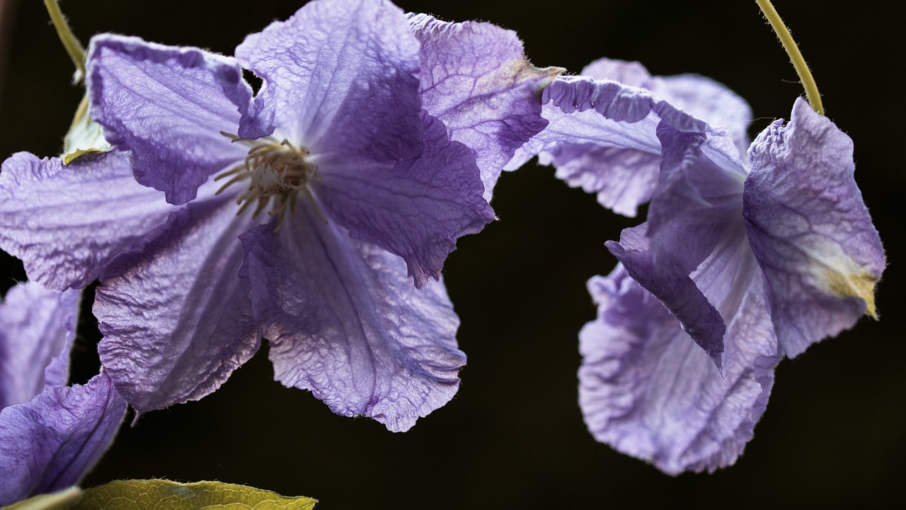 Vynmedis, Clematis, Gėlė, Žiedas, Žydėti, Filigrama, Violetinė, Žydėti, Augalas, Sodas