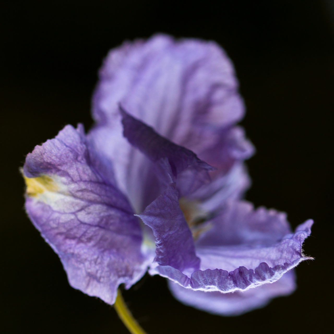 Vynmedis, Clematis, Gėlė, Žiedas, Žydėti, Filigrama, Violetinė, Žydėti, Augalas, Sodas