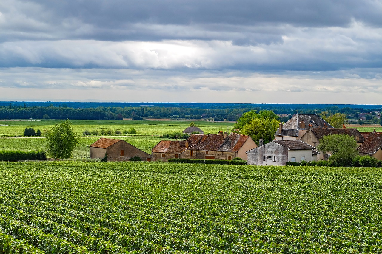 Vynmedis, Vynas, Kaimas, Kraštovaizdis, Aloksas, Kortonas, Aloksas-Kortonas, Bourgogne, France, Burgundija