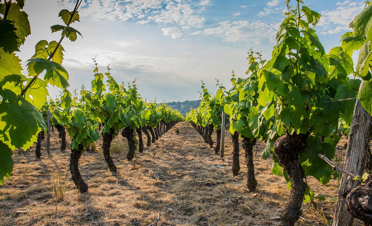 Vynmedis, Beaujolais, Vynuogynas, Vynas, Ceps, Nemokamos Nuotraukos,  Nemokama Licenzija