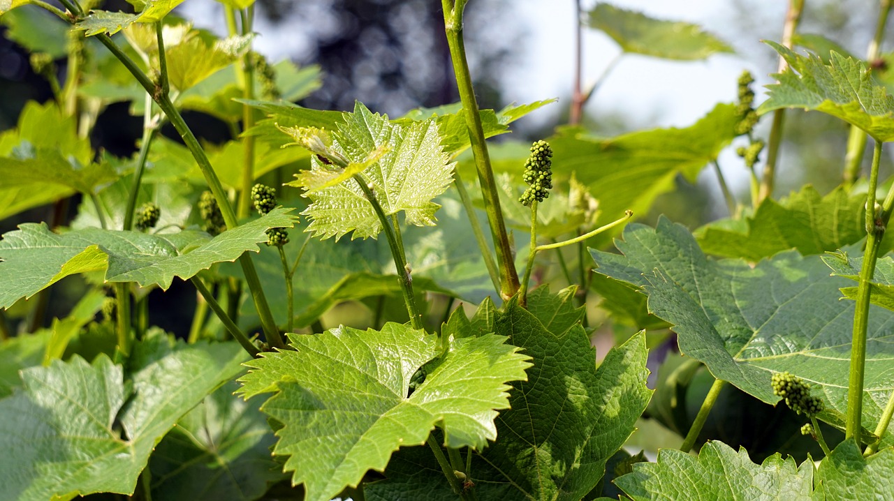 Vynmedis,  Vyno,  Vynuogės,  Vynmedžių Vaisiai, Nemokamos Nuotraukos,  Nemokama Licenzija