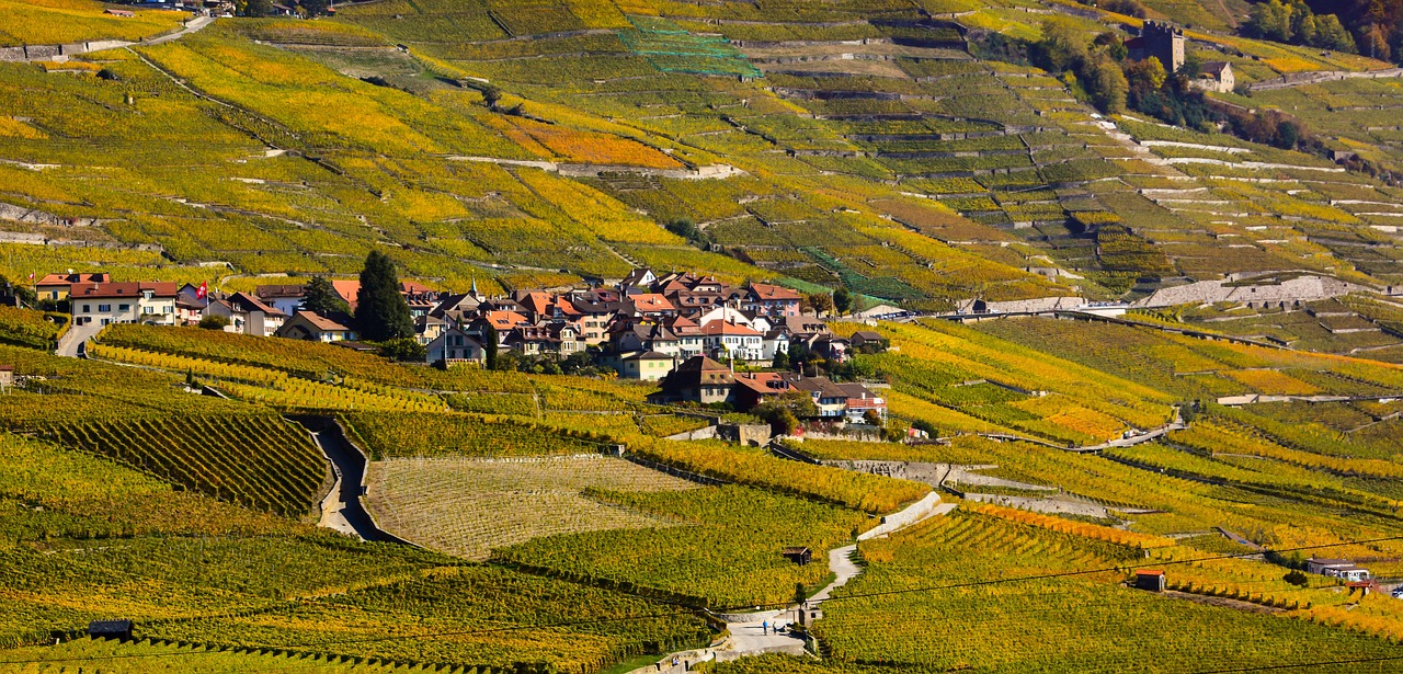 Vynmedis,  Kristi,  Vynuogininkystė,  Vyno,  Vynmedžių Spalva,  Lavaux,  Epesses,  Vo,  Šveicarija,  Kraštovaizdis