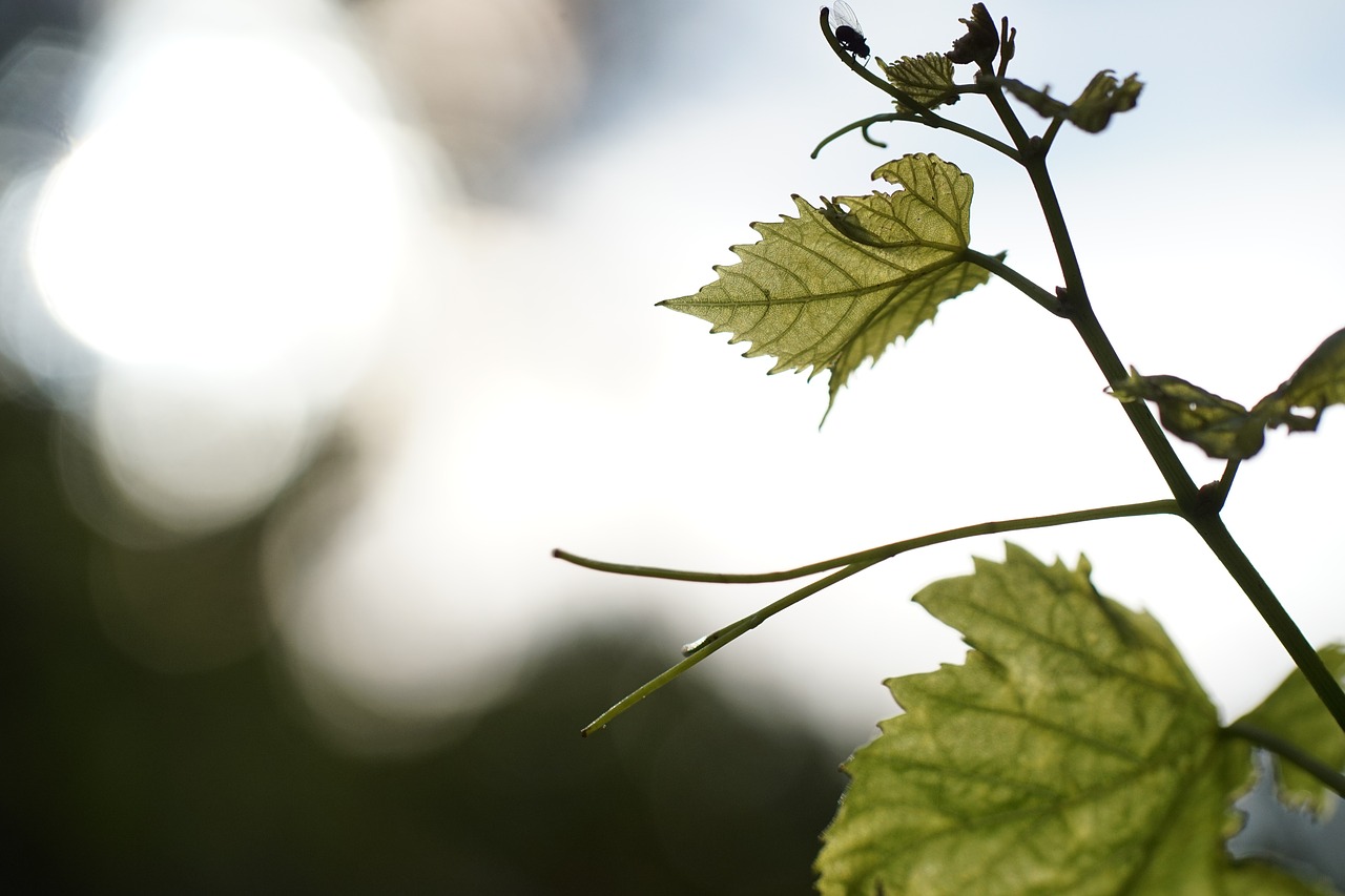 Vynuogių Lapai, Sodas, Bokeh, Skristi, Nemokamos Nuotraukos,  Nemokama Licenzija