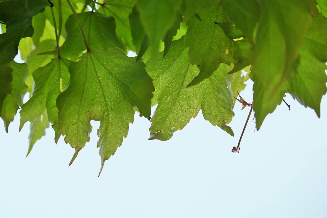 Vynuogių Lapai, Lapai, Alpinistas, Žalias, Augalas, Flora, Nemokamos Nuotraukos,  Nemokama Licenzija