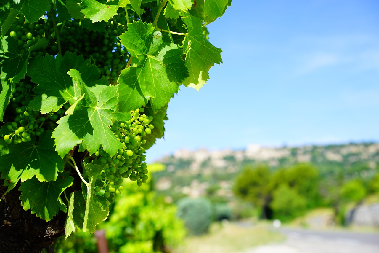 Vynuogynai, Vynuogės, Subrendęs, Žalias, Gordes, France, Vynuogių Auginimas, Nemokamos Nuotraukos,  Nemokama Licenzija