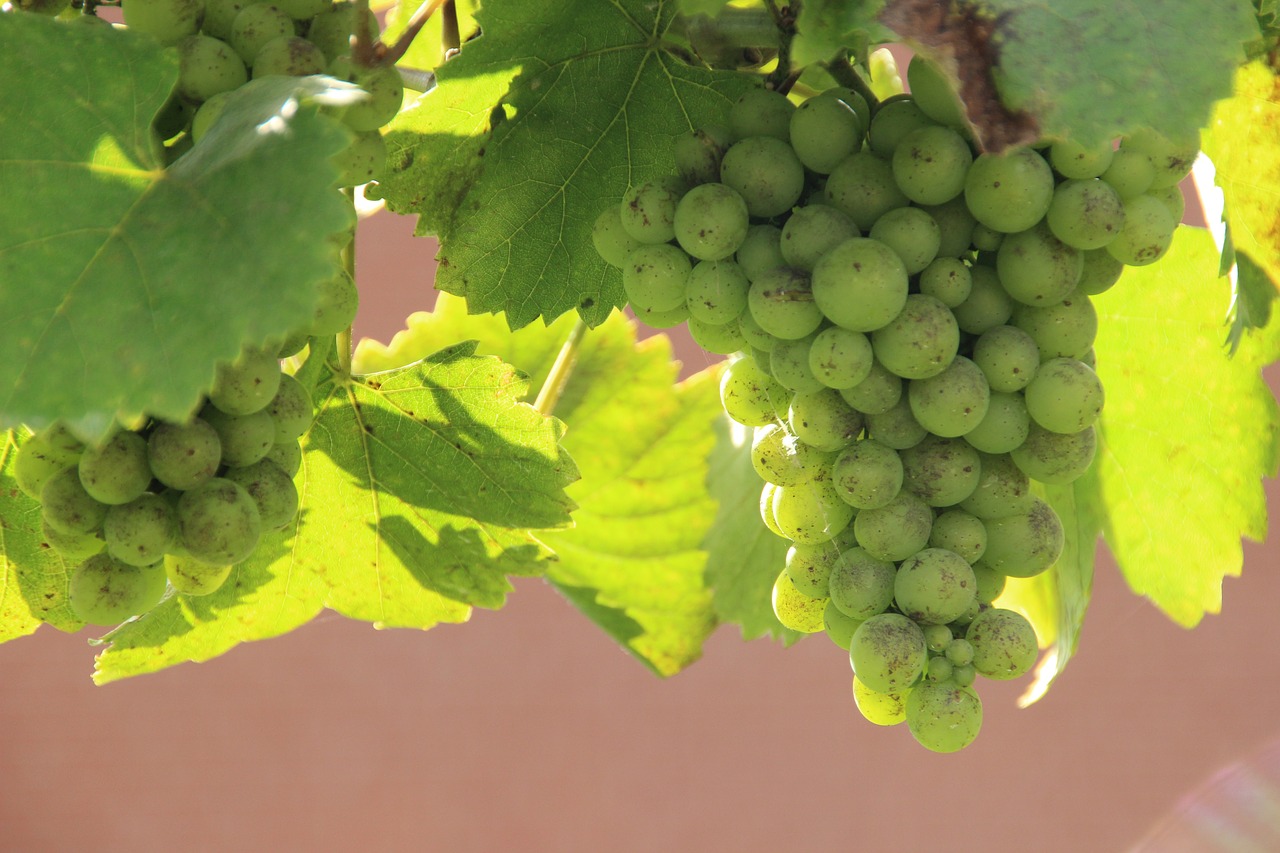 Vynuogynai, Vynuogės, Vynas, Vynuogių Auginimas, Vynmedis, Rebstock, Žalias, Žaliosios Vynuogės, Vynuogynai, Gamta