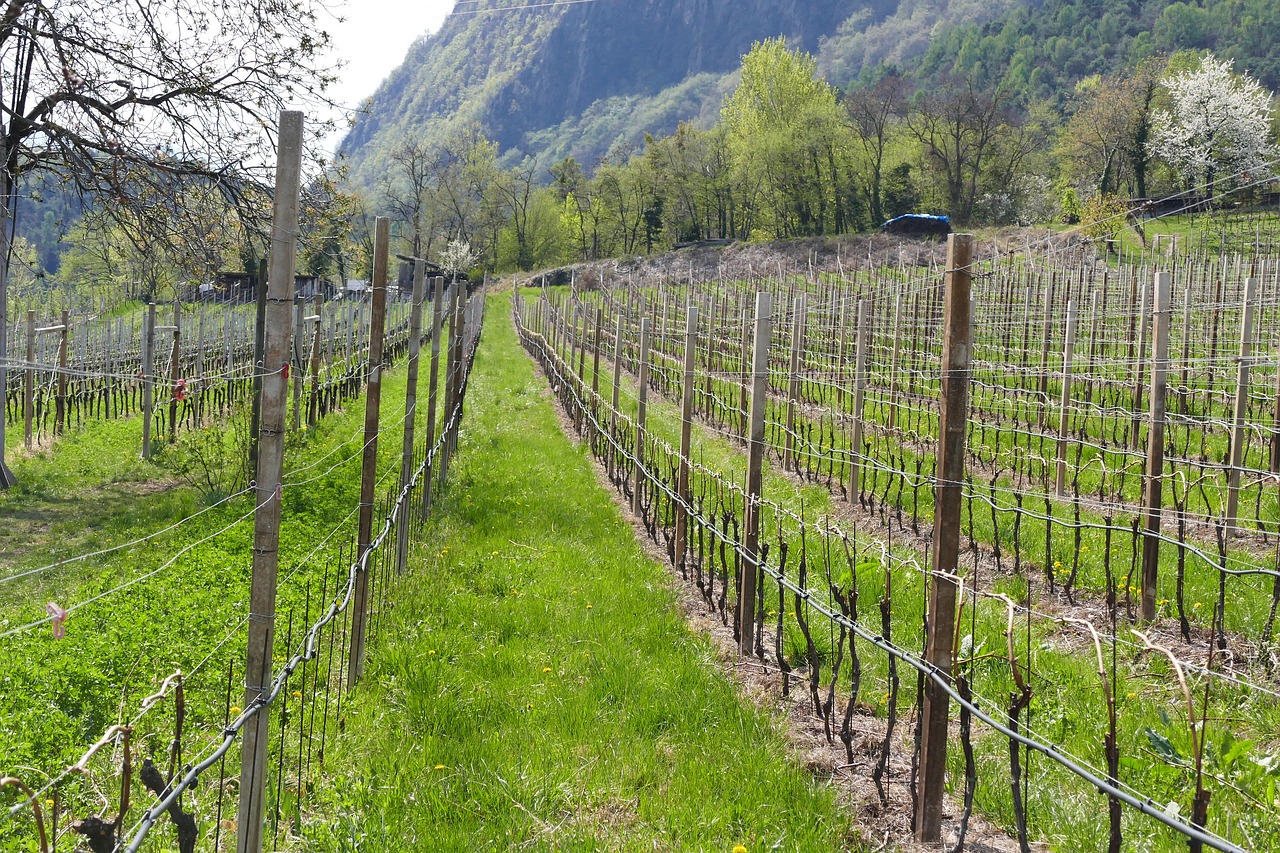 Vynuogynai, Skyrius, Pavasaris, South Tyrol, Nemokamos Nuotraukos,  Nemokama Licenzija