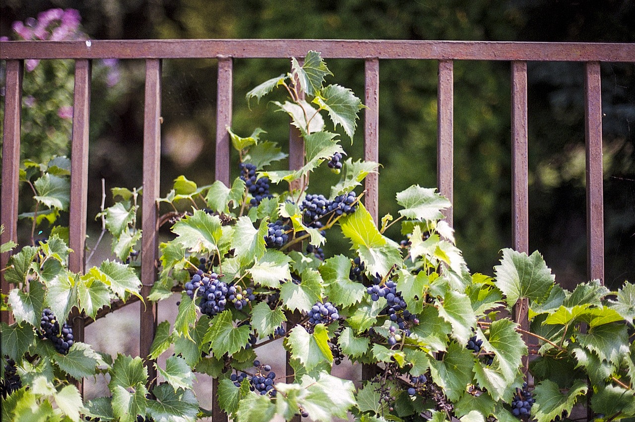 Vynuogynai, Virginia Creeper, Ivy Creeper, Virginia, Augalas, Lapija, Lapai, Lapai, Sodas, Nemokamos Nuotraukos