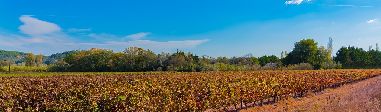 Vynuogynai, Kritimas, Vynuogynas, Spalva, Beaucaire, Raudona, Costières De Nîmes, Nemokamos Nuotraukos,  Nemokama Licenzija