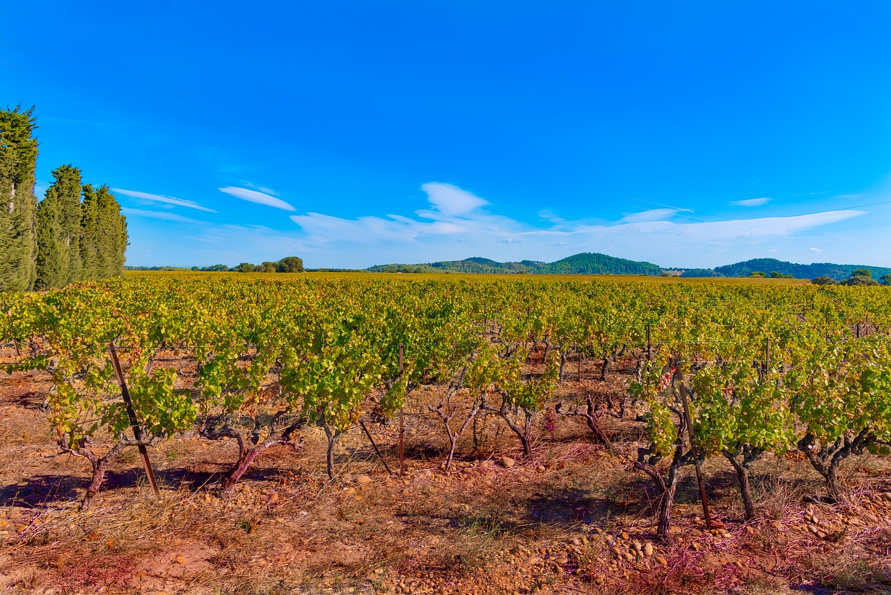 Vynuogynai, Kritimas, Vynuogynas, Spalva, Beaucaire, Raudona, Costières De Nîmes, Nemokamos Nuotraukos,  Nemokama Licenzija