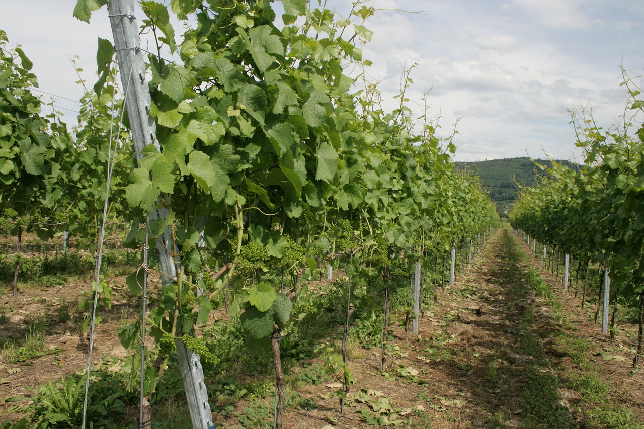 Vynuogynai, Žalias, Vynuogių Auginimas, Nemokamos Nuotraukos,  Nemokama Licenzija