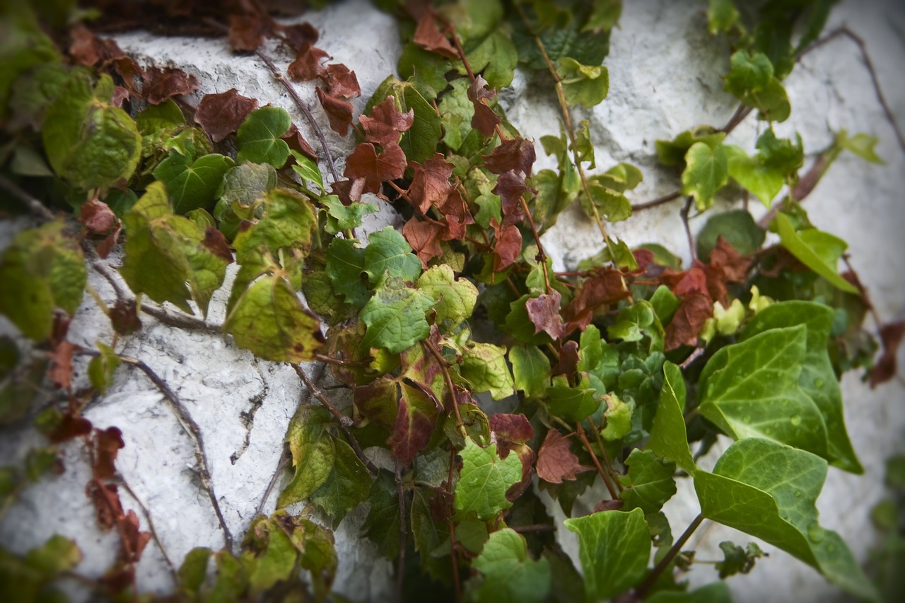 Vynuogynai, Augalai, Siena, Flora, Nemokamos Nuotraukos,  Nemokama Licenzija