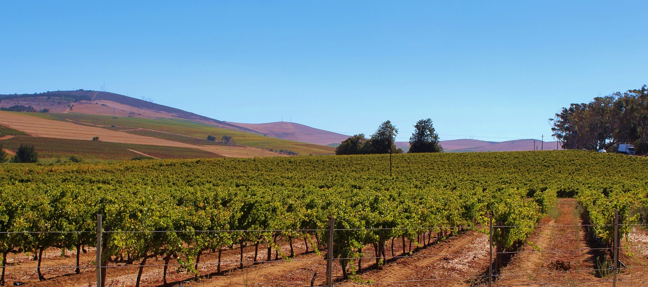 Vynuogynai, Vynuogių Auginimas, Vynuogynas, Vynuogės, Kraštovaizdis, Rebstock, Durbanville, Pietų Afrika, Nemokamos Nuotraukos,  Nemokama Licenzija