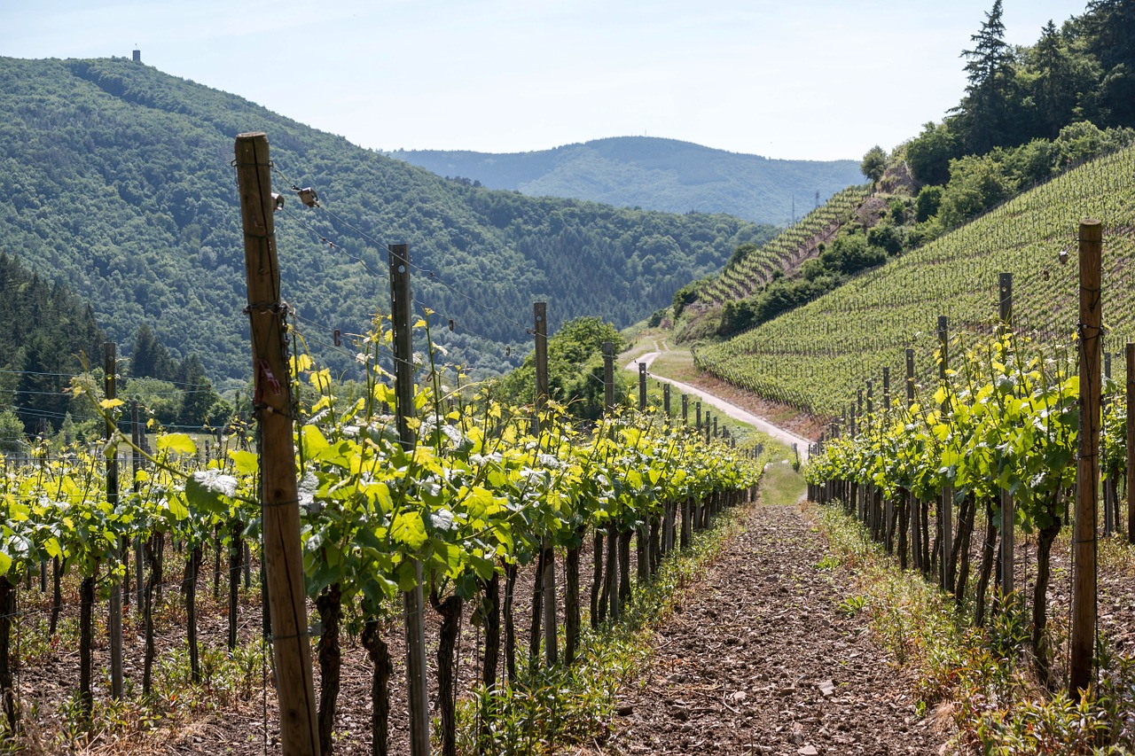 Vynuogynai,  Vynas,  Vynuogių Auginimas,  Vynuogių,  Vynmedis,  Vynuogynas,  Vokietija,  Raudonojo Vyno Pėsčiųjų Trasa,  Kalnai,  Highlands