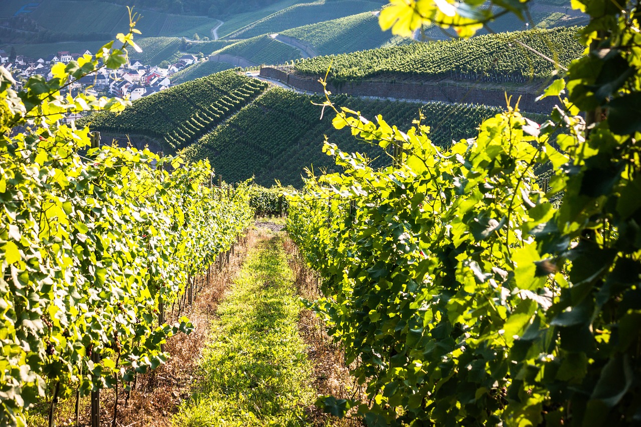 Vynuogynai, Vynas, Vynuogių Auginimas, Vynuogių, Vynmedis, Vynuogynas, Vokietija, Raudonojo Vyno Pėsčiųjų Trasa, Kalnai, Highlands